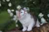 yakiragirl65weeks55_small.jpg