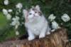 yakiragirl65weeks56_small.jpg