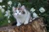 yakiragirl65weeks57_small.jpg