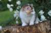 yakiragirl65weeks58_small.jpg