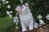 yakiragirl65weeks59_small.jpg