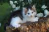 yanisboy65weeks16512_small.jpg
