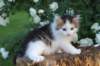 yanisboy65weeks16515_small.jpg