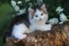 yanisboy65weeks1651_small.jpg