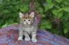yemimagirl45weeks2611_small.jpg