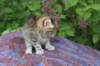 yemimagirl45weeks2612_small.jpg