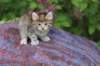 yemimagirl45weeks2614_small.jpg
