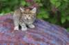 yemimagirl45weeks2615_small.jpg