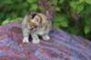 yemimagirl45weeks2616_small.jpg