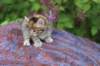 yemimagirl45weeks2618_small.jpg