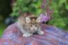 yemimagirl45weeks2619_small.jpg