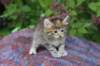 yemimagirl45weeks265_small.jpg