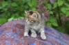 yemimagirl45weeks266_small.jpg
