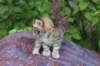 yemimagirl45weeks267_small.jpg