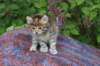yemimagirl45weeks268_small.jpg