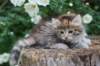 yemima65weeks15611_small.jpg