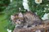 yemima65weeks15616_small.jpg