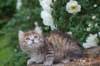 yemima65weeks15617_small.jpg