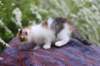 yessicagirl45weeks2610_small.jpg