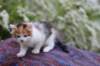yessicagirl45weeks2613_small.jpg