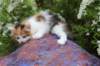 yessicagirl45weeks2615_small.jpg