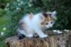 yessicagirl65weeks16613_small.jpg