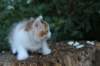 yessicagirl65weeks16616_small.jpg