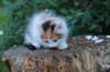 yessicagirl65weeks16617_small.jpg