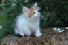 yessicagirl65weeks16619_small.jpg