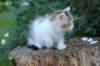 yessicagirl65weeks16620_small.jpg