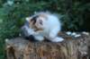 yessicagirl65weeks1668_small.jpg