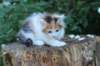 yessicagirl65weeks1669_small.jpg