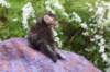 yonasboy45weeks2613_small.jpg
