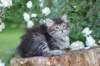 yonasboy65weeks1664_small.jpg