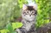 yonasboy65weeks17636_small.jpg