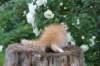 yosebagirl65weeks15613_small.jpg