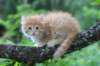 yosebagirl65weeks1561_small.jpg