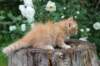 yosebagirl65weeks1564_small.jpg