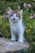 yocef85viikkoa2963_small.jpg
