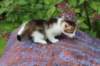 yozefboy45weeks2616_small.jpg