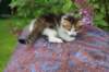 yozefboy45weeks2617_small.jpg