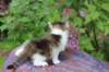 yozefboy45weeks2618_small.jpg
