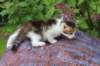 yozefboy45weeks2621_small.jpg
