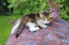 yozefboy45weeks2622_small.jpg