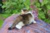yozefboy45weeks2628_small.jpg
