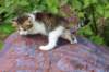 yozefboy45weeks2633_small.jpg