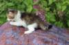 yozefboy45weeks2635_small.jpg