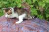 yozefboy45weeks2636_small.jpg