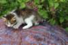 yozefboy45weeks2637_small.jpg