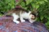 yozefboy45weeks2639_small.jpg
